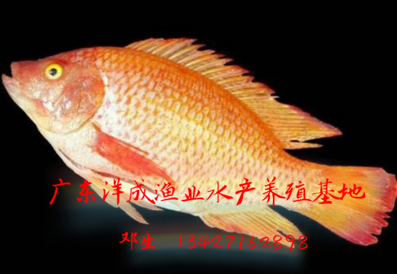 彩虹鯛圖片/彩虹鯛樣板圖 (2)