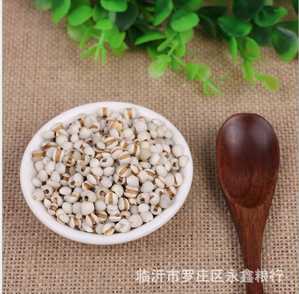 貴州優(yōu)質(zhì)小薏米仁薏苡仁圖片