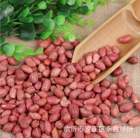 四粒紅花生米 批發(fā)東北四粒紅農(nóng)家花生 紅皮小?；ㄉ孜骞入s糧