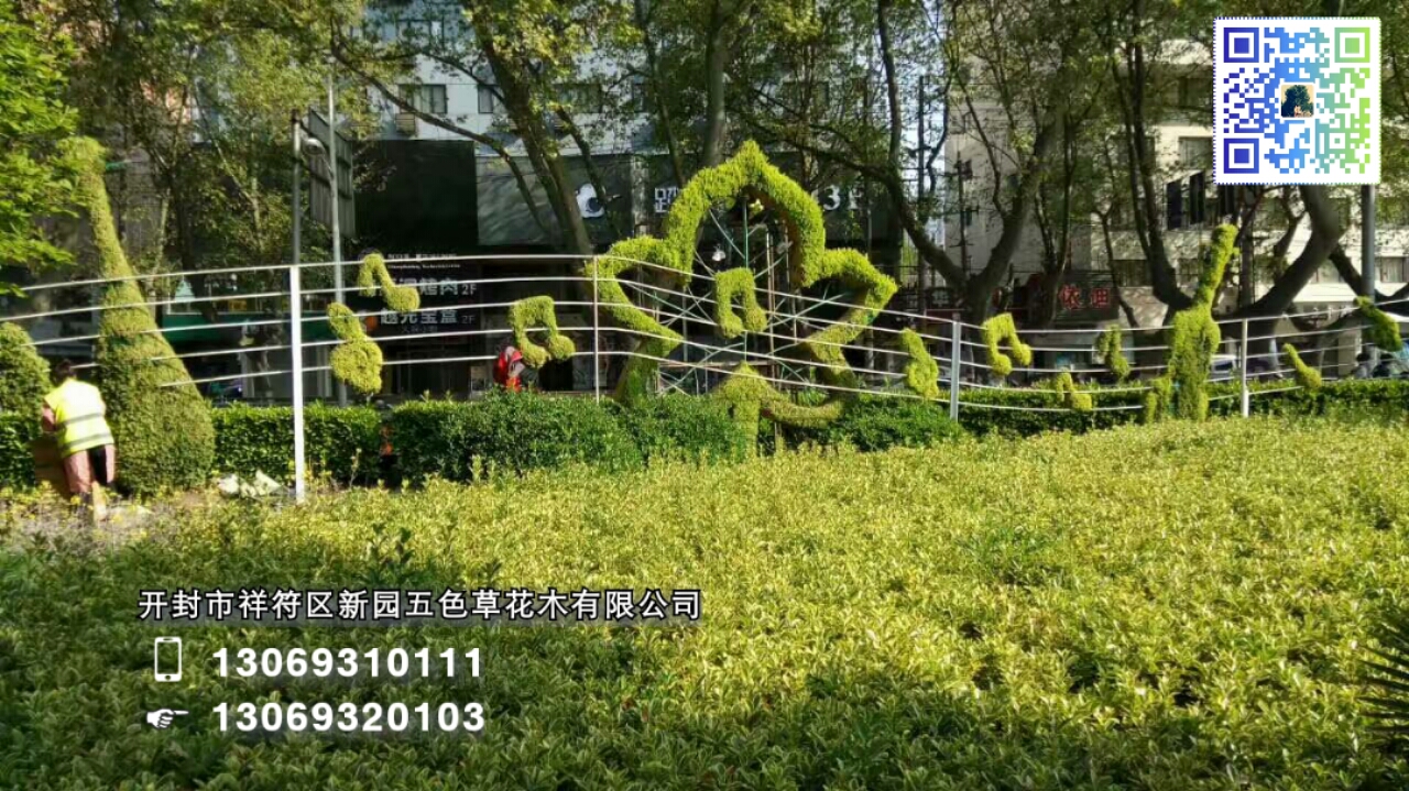 五色草圖片/五色草樣板圖 (3)