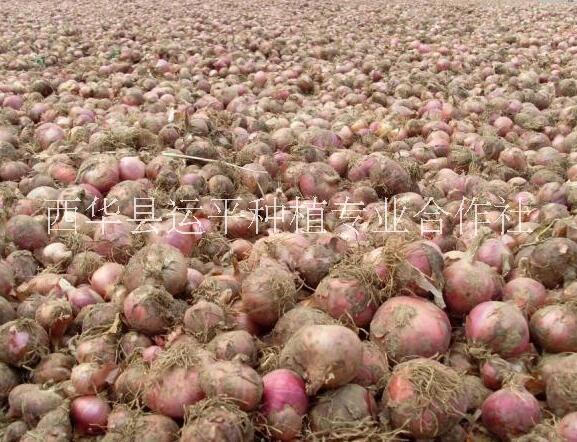 洋蔥圖片/洋蔥樣板圖 (4)