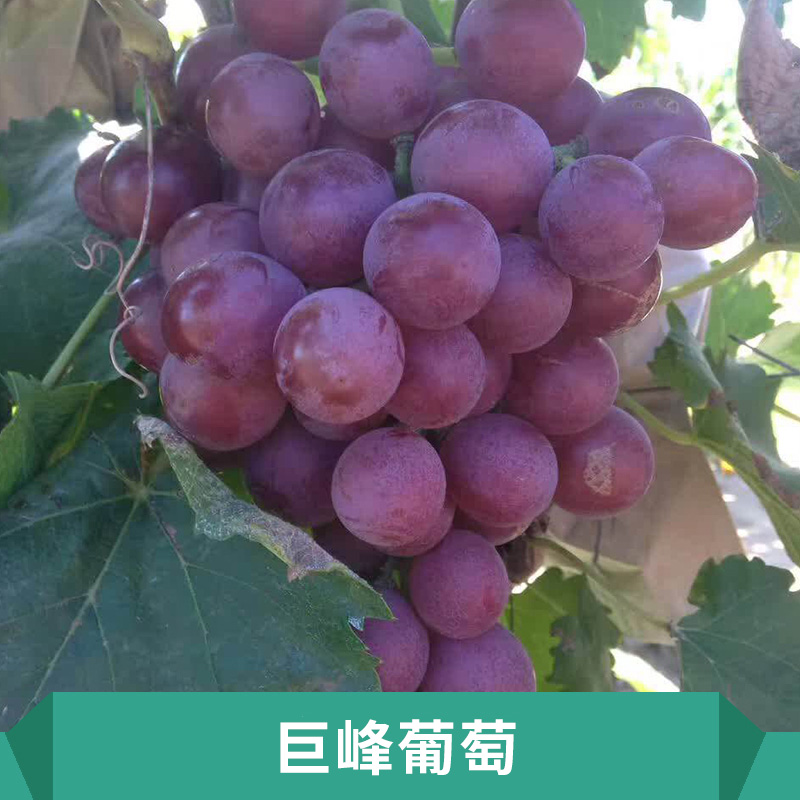 巨峰葡萄圖片/巨峰葡萄樣板圖 (3)