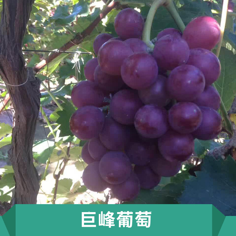 巨峰葡萄圖片/巨峰葡萄樣板圖 (2)