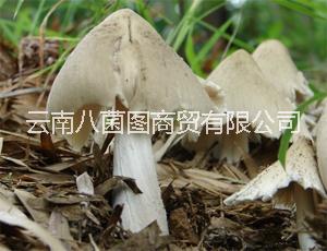 云南雞樅菌鮮貨 雞樅菌鮮貨報價 雞樅菌鮮貨批發(fā) 雞樅菌鮮貨哪里好 雞樅菌供應(yīng)商