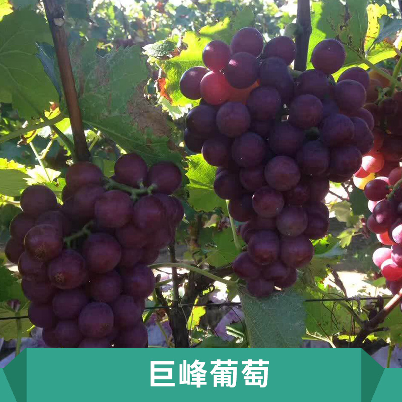 巨峰葡萄出售圖片