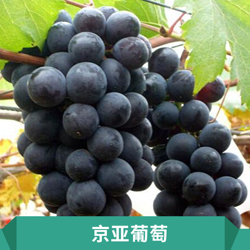 京亞葡萄苗圖片/京亞葡萄苗樣板圖 (3)