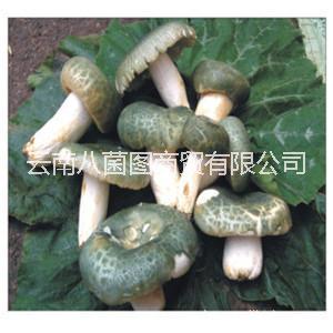 鮮貨圖片/鮮貨樣板圖 (2)