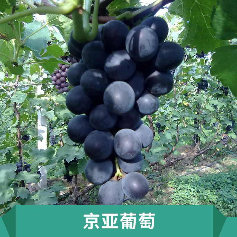 河北保定葡萄批發(fā)圖片