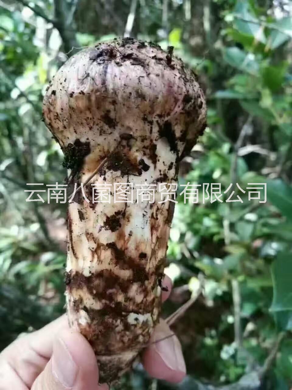 松茸圖片/松茸樣板圖 (1)