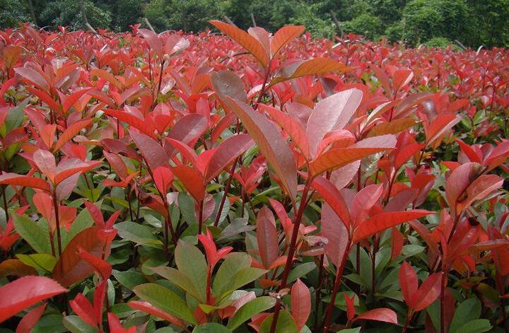 湖南長沙紅葉石楠小苗容器苗批發(fā)價格2017紅葉石楠樹苗報價