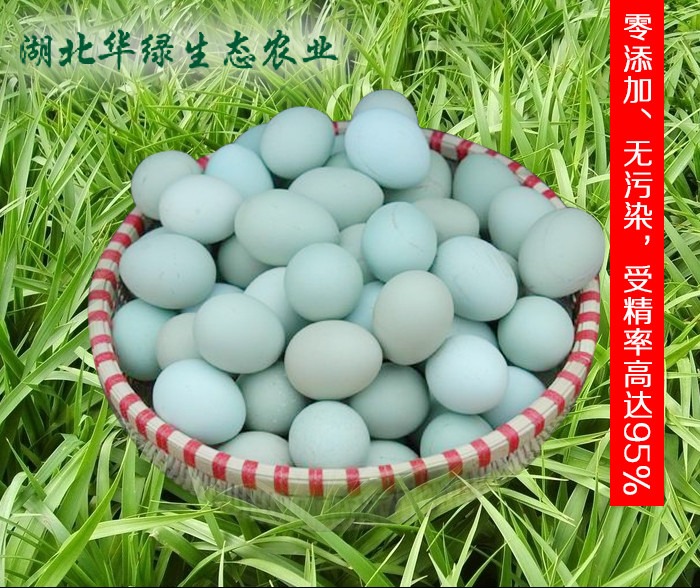 綠殼蛋雞種蛋圖片/綠殼蛋雞種蛋樣板圖 (1)
