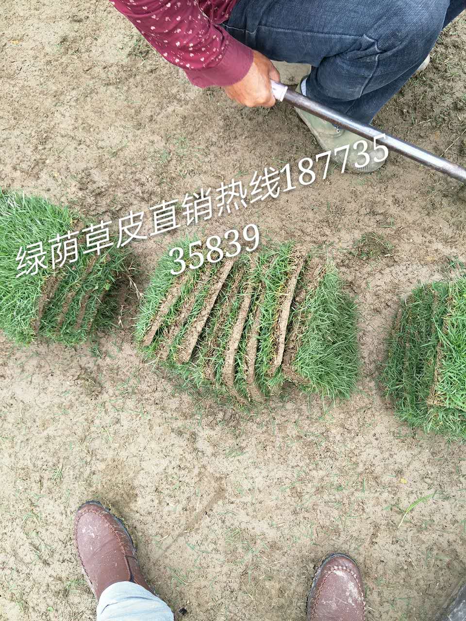 湖北綠化草皮 湖北綠化草皮多少錢一方 湖北綠化草皮批發(fā)