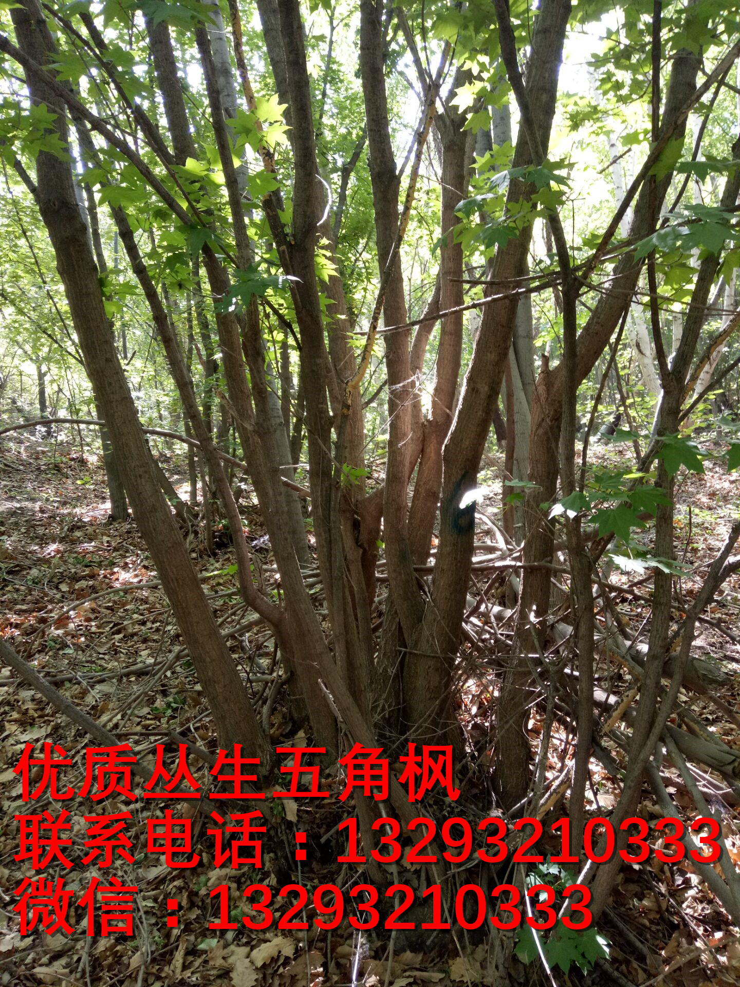 河北五角楓批發(fā)圖片/河北五角楓批發(fā)樣板圖 (3)