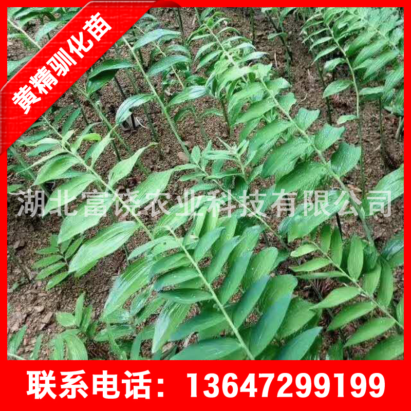 黃精種苗 湖北姜型多花甜黃精種莖 黃精基地直銷批發(fā) 黃精價(jià)格