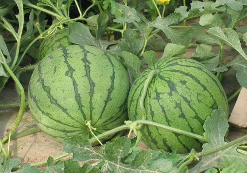 多年專業(yè)西瓜代收便宜了 河南西瓜大降價了！