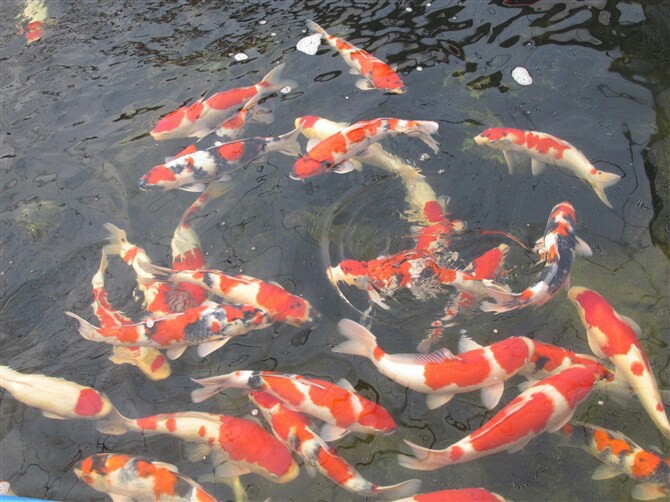 南阳市锦鲤水花活体鱼苗厂家观赏鱼养殖基地生产批发 锦鲤水花活体鱼苗 新品水花鱼苗