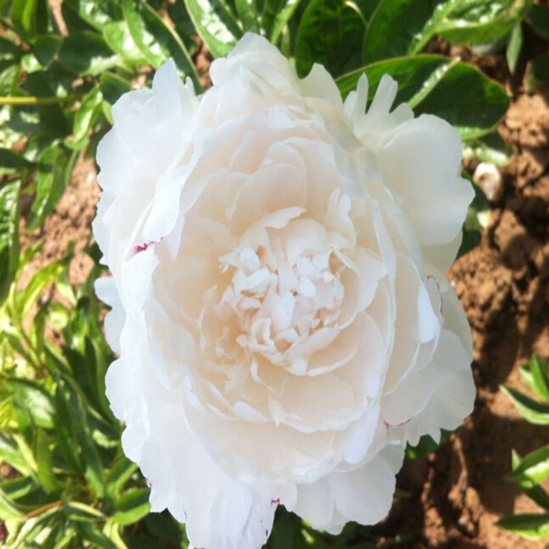 黑龙江芍药、药用芍药专业种植