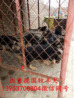 德国牧羊犬养殖基地，德国牧羊犬图片