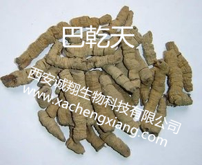巴戟天提取物圖片/巴戟天提取物樣板圖 (2)