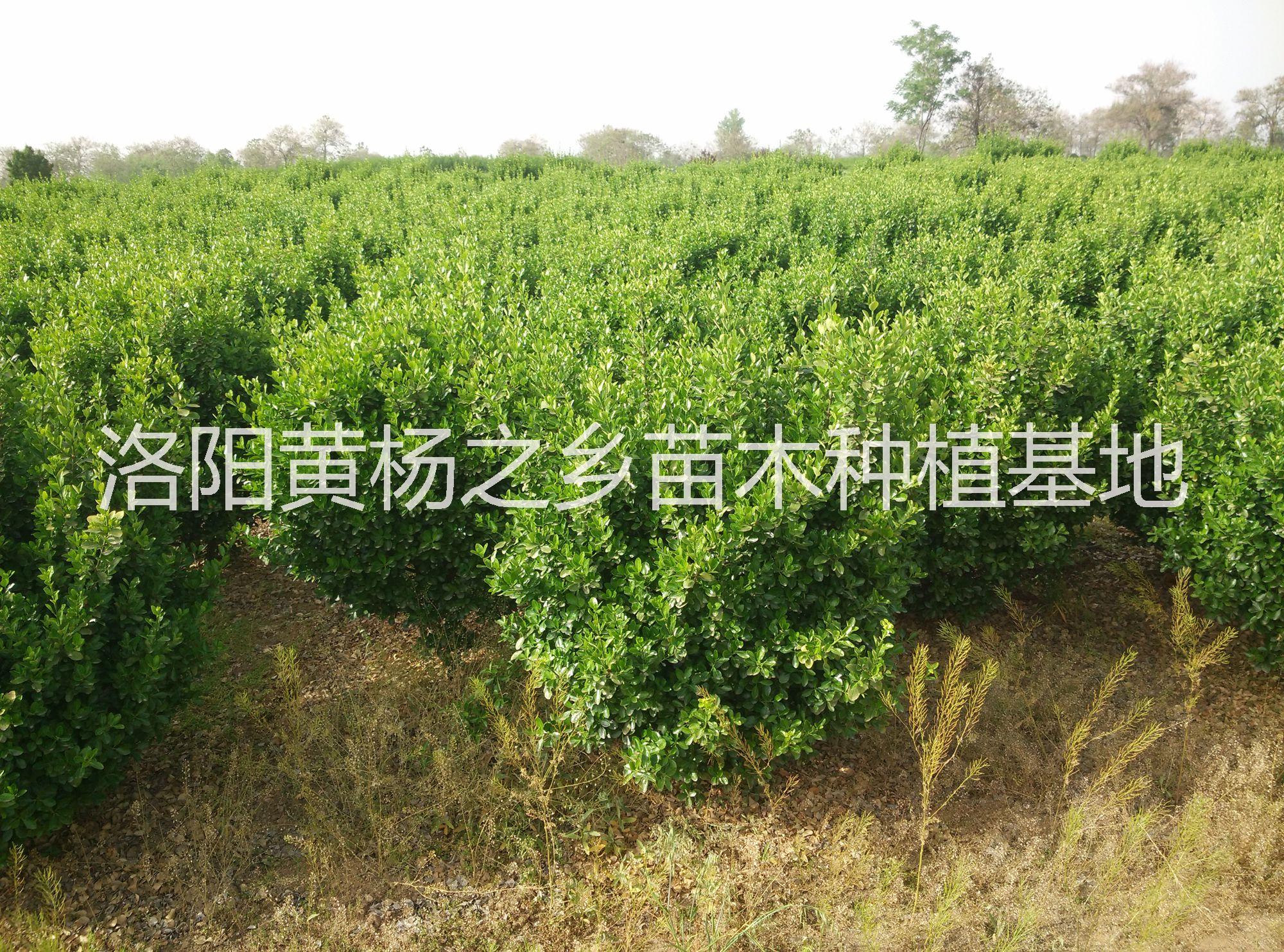河南大葉黃楊球供給@河南大葉黃楊球價(jià)格@河南大葉黃楊球求購(gòu)