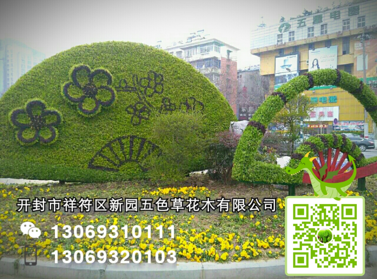 五色草圖片/五色草樣板圖 (3)