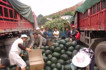 京欣西瓜圖片/京欣西瓜樣板圖 (3)