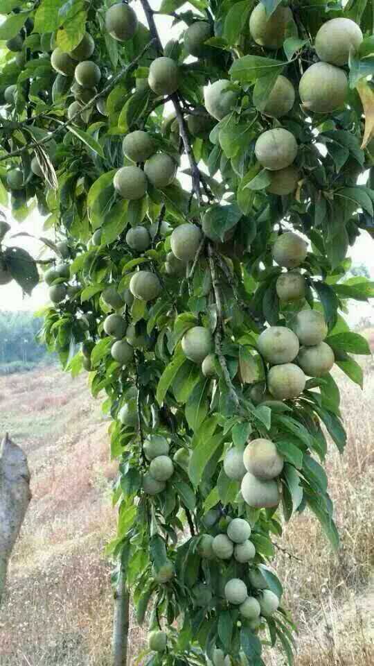 翁源三華李苗圖片