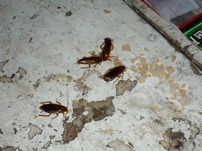 滅蟑螂圖片/滅蟑螂樣板圖 (1)