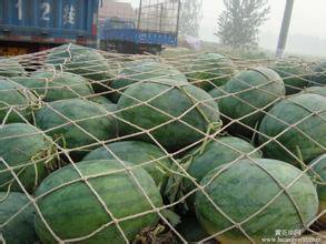 京欣西瓜圖片/京欣西瓜樣板圖 (2)