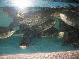 草魚(yú)養(yǎng)殖圖片/草魚(yú)養(yǎng)殖樣板圖 (3)