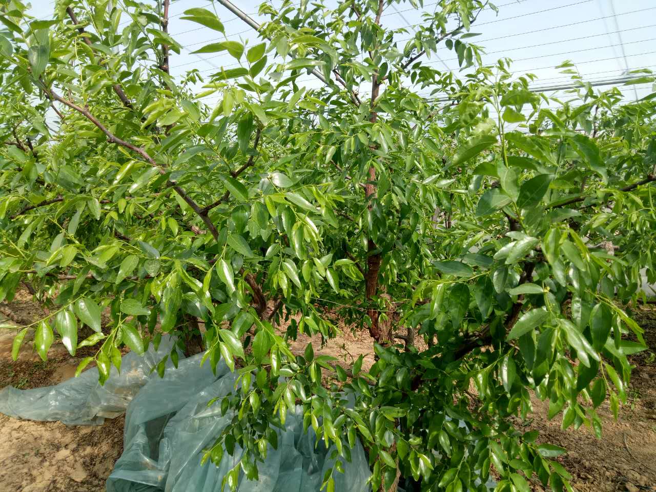 大荔圖片/大荔樣板圖 (3)