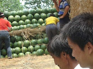 京欣西瓜圖片/京欣西瓜樣板圖 (4)