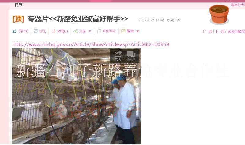 養(yǎng)殖兔子肉兔種兔獺兔新疆種兔合作社養(yǎng)殖兔子廠家直銷