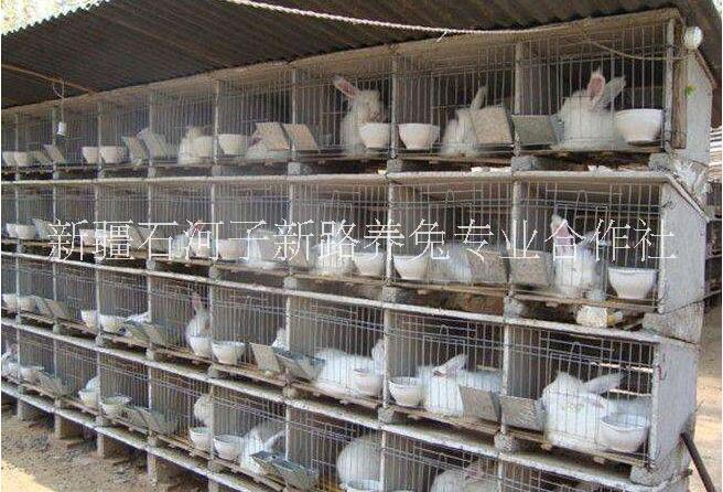 兔子養(yǎng)殖場圖片/兔子養(yǎng)殖場樣板圖 (3)