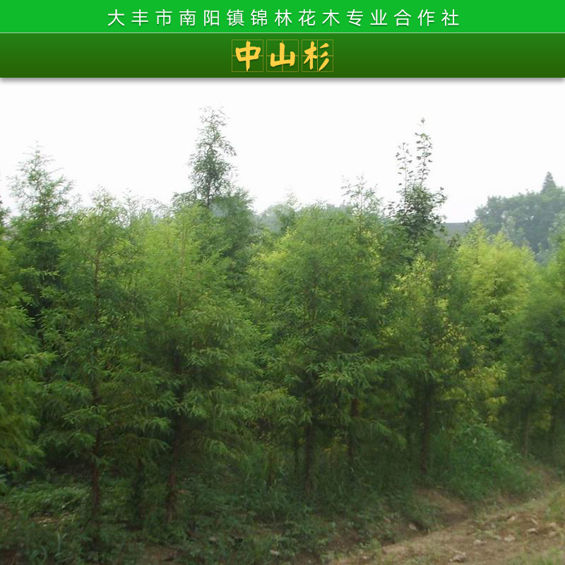 大豐農(nóng)場(chǎng)*中山杉、報(bào)價(jià)、苗木基地【鹽城市大豐區(qū)南陽鎮(zhèn)錦林花木專業(yè)合作社】