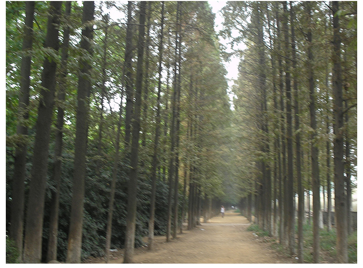 盐城市中山杉小苗哪家好厂家大丰中山杉小苗哪家好、种植基地、批发商、直销商【盐城市大丰区南阳镇锦林花木专业合作社】