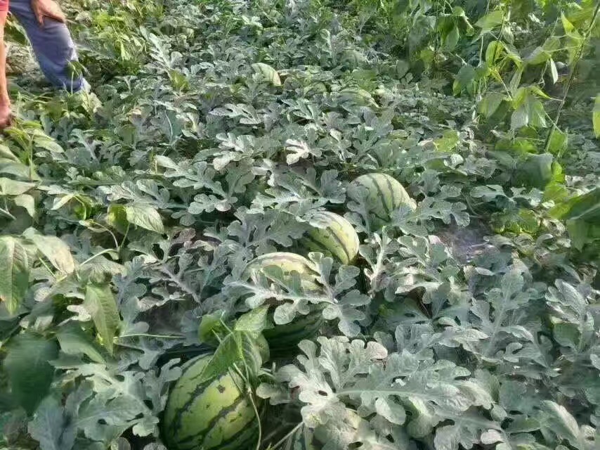 西瓜圖片/西瓜樣板圖 (2)