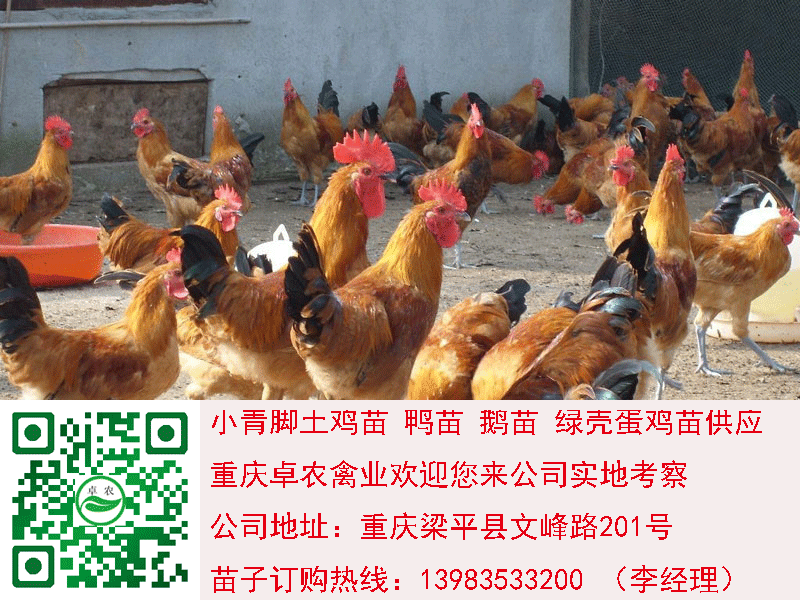 小青腳土雞苗圖片