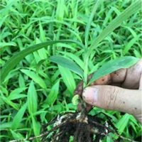 三叉白芨種苗圖片