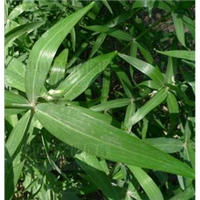 三叉白芨苗圖片