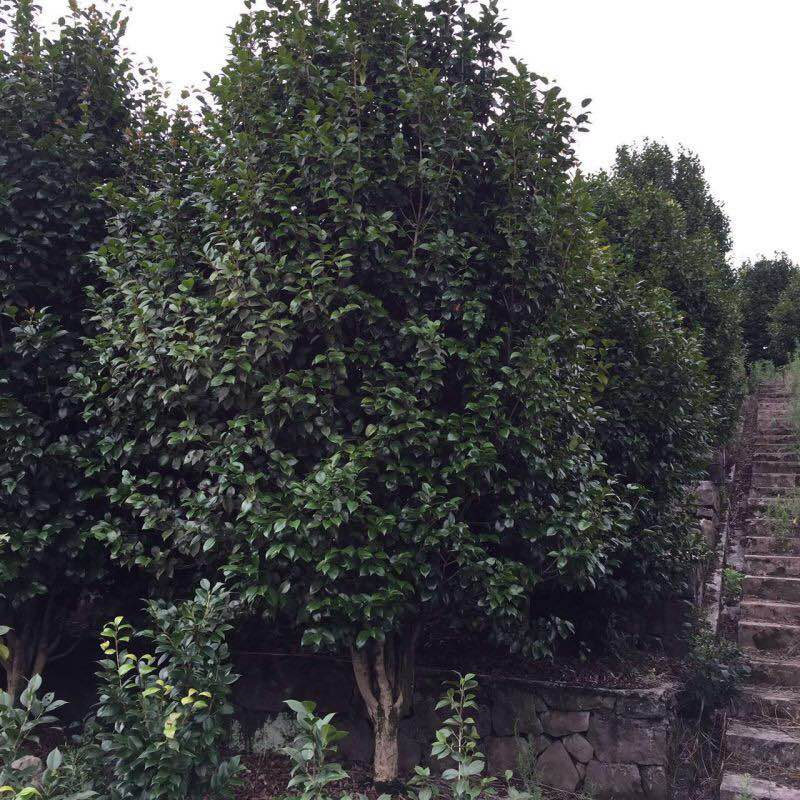 成都茶花籠子圖片/成都茶花籠子樣板圖 (4)
