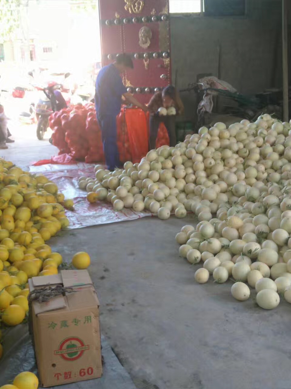 陜西西瓜圖片/陜西西瓜樣板圖 (3)