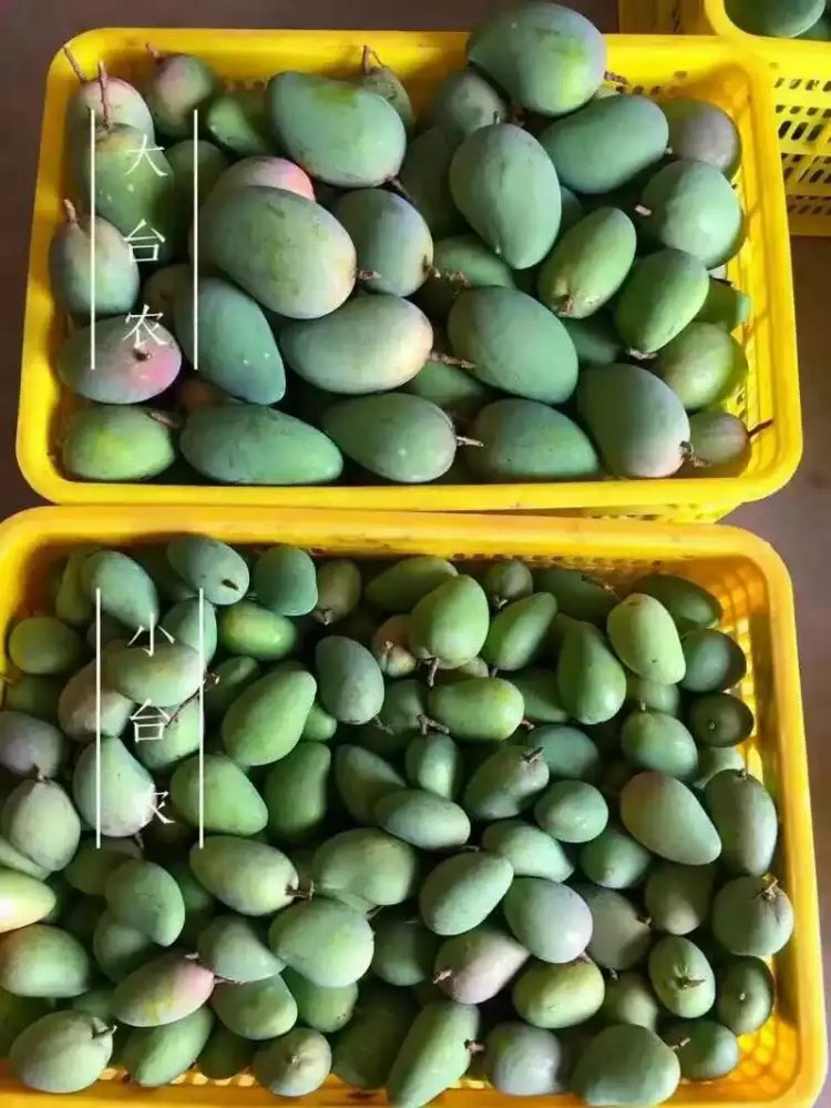 小臺(tái)農(nóng)圖片