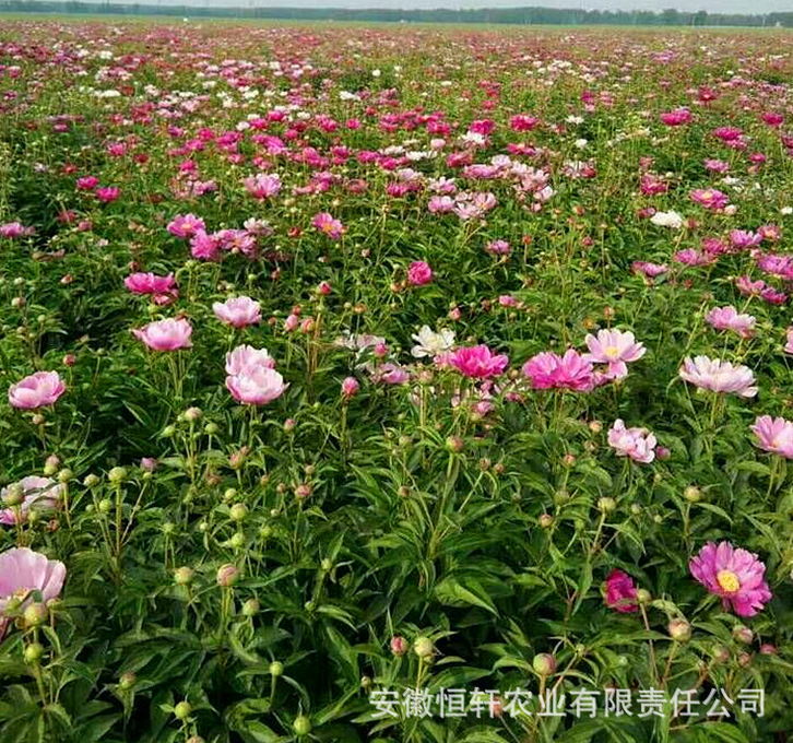 芍药种苗图片