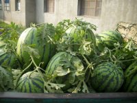 陜西西瓜圖片/陜西西瓜樣板圖 (4)