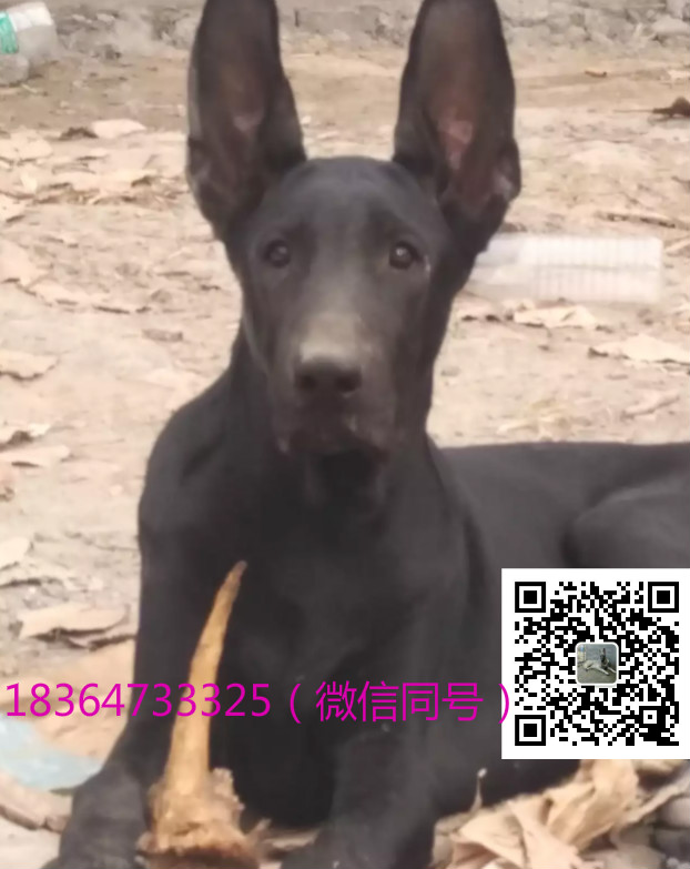 想养黑狼犬小狗