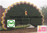 開封新園五色草花木造型  *開屏造型 *立體造型 開封新園五色草*開屏立體造型