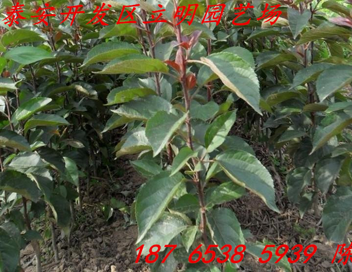 富士蘋果苗圖片/富士蘋果苗樣板圖 (2)
