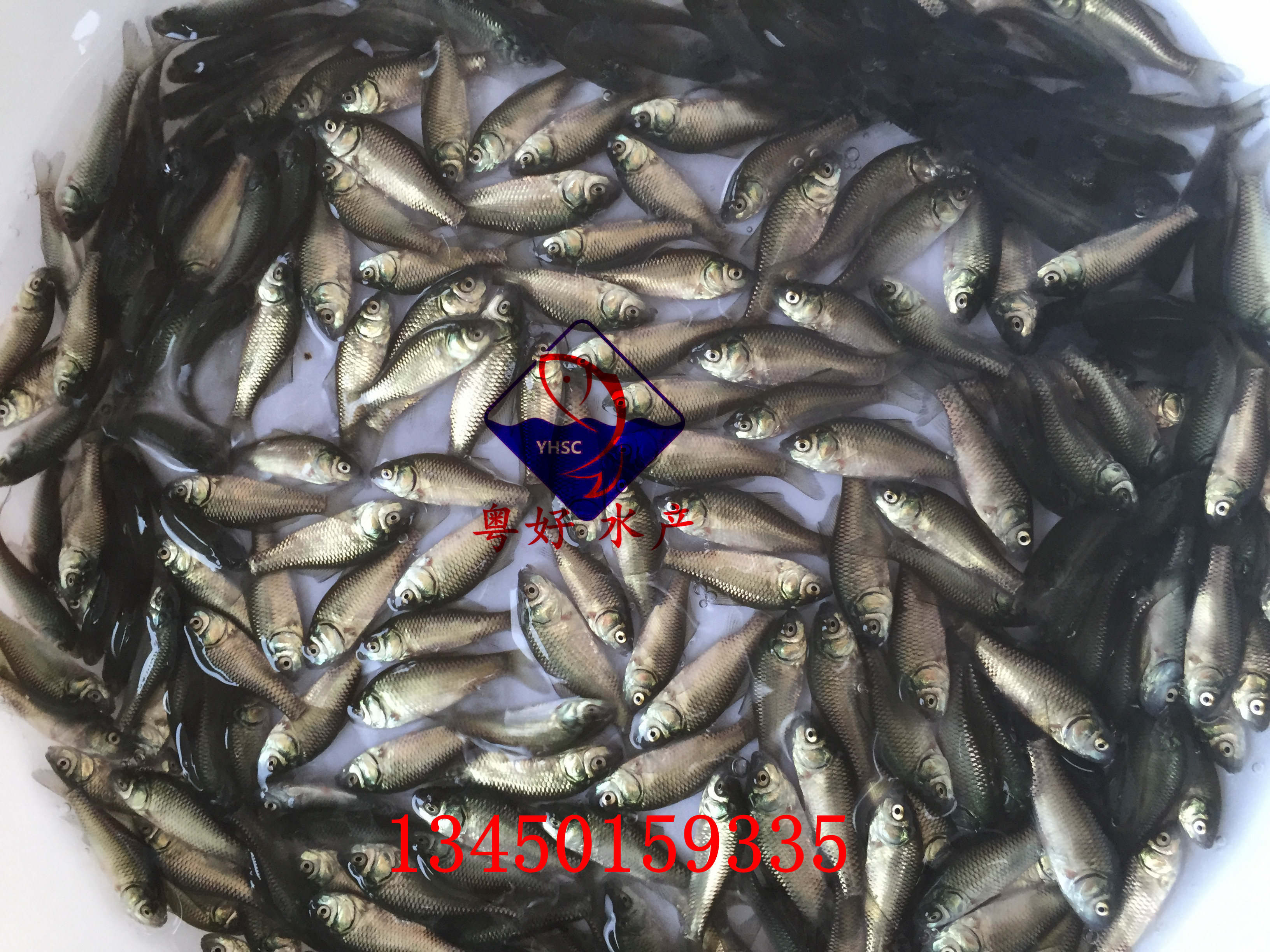 鯽魚(yú)苗圖片/鯽魚(yú)苗樣板圖 (4)