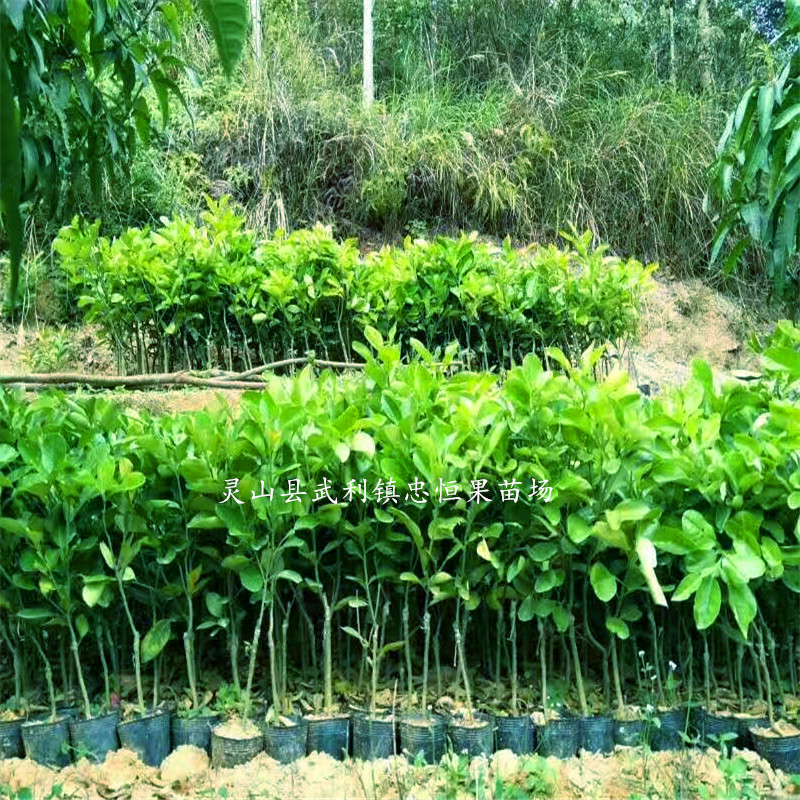 蜜柚樹(shù)苗圖片/蜜柚樹(shù)苗樣板圖 (2)